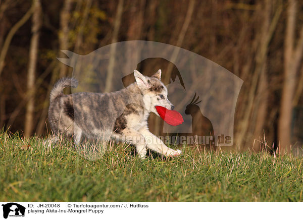 playing Akita-Inu-Mongrel Puppy / JH-20048