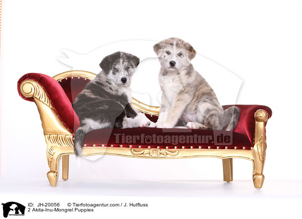2 Akita-Inu-Mongrel Puppies / JH-20056
