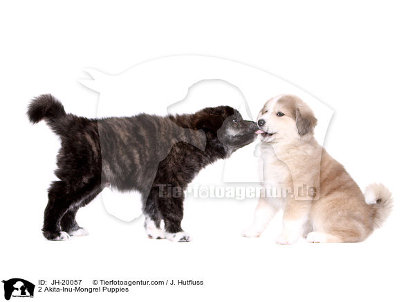 2 Akita-Inu-Mongrel Puppies / JH-20057