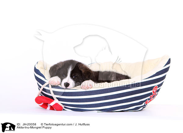 Akita-Inu-Mongrel Puppy / JH-20058