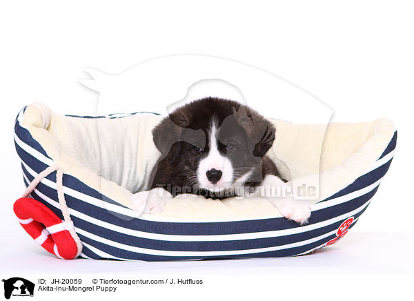 Akita-Inu-Mongrel Puppy / JH-20059