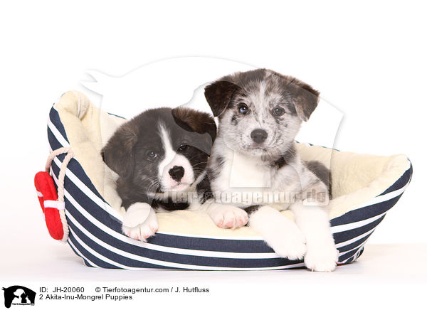 2 Akita-Inu-Mix Welpen / 2 Akita-Inu-Mongrel Puppies / JH-20060