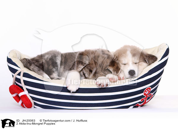 2 Akita-Inu-Mongrel Puppies / JH-20063