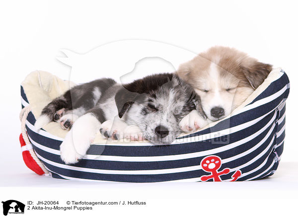 2 Akita-Inu-Mongrel Puppies / JH-20064