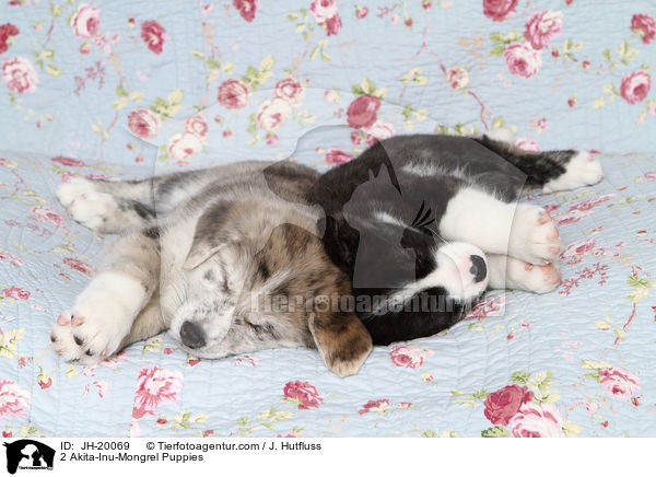 2 Akita-Inu-Mongrel Puppies / JH-20069