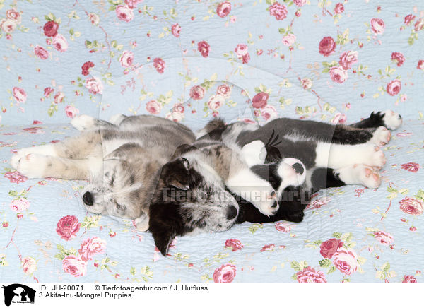 3 Akita-Inu-Mongrel Puppies / JH-20071