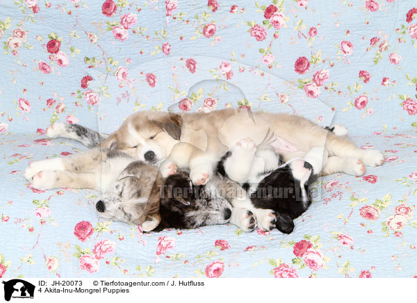 4 Akita-Inu-Mongrel Puppies / JH-20073