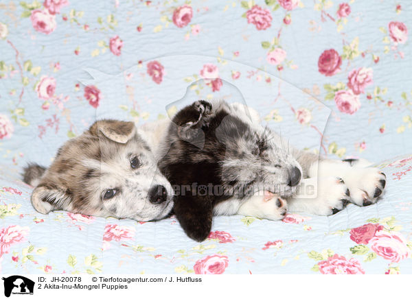 2 Akita-Inu-Mongrel Puppies / JH-20078