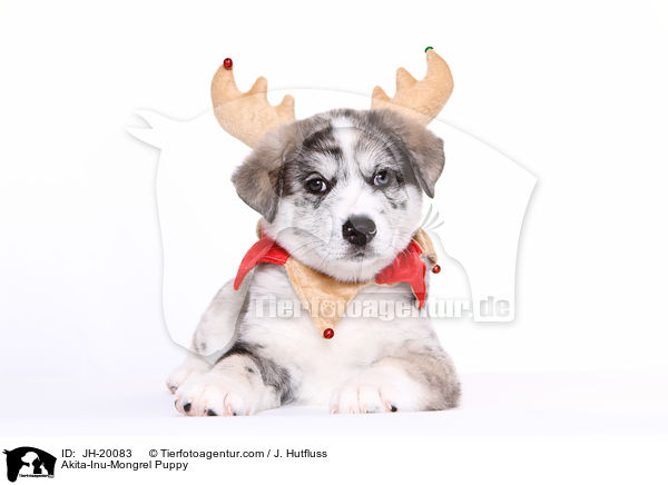 Akita-Inu-Mongrel Puppy / JH-20083