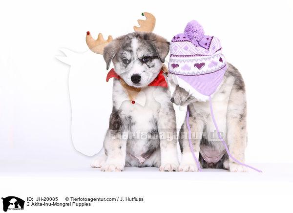 2 Akita-Inu-Mongrel Puppies / JH-20085