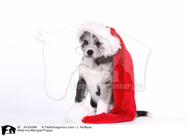 Akita-Inu-Mongrel Puppy / JH-20086