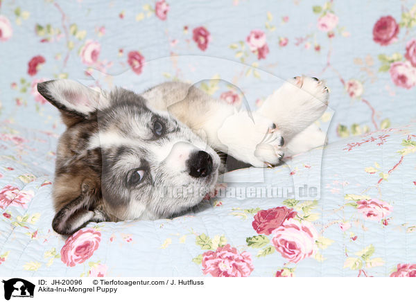 Akita-Inu-Mongrel Puppy / JH-20096