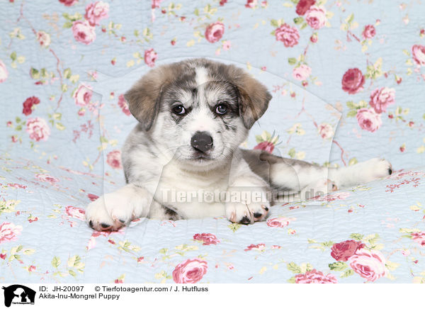 Akita-Inu-Mongrel Puppy / JH-20097