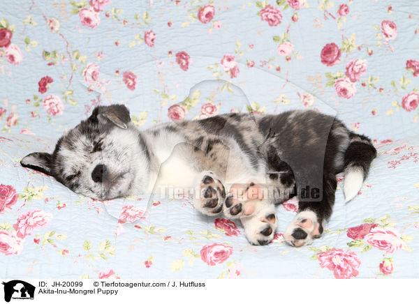Akita-Inu-Mongrel Puppy / JH-20099