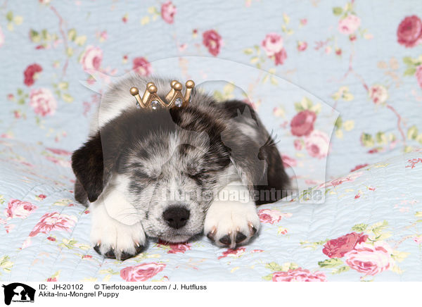 Akita-Inu-Mongrel Puppy / JH-20102