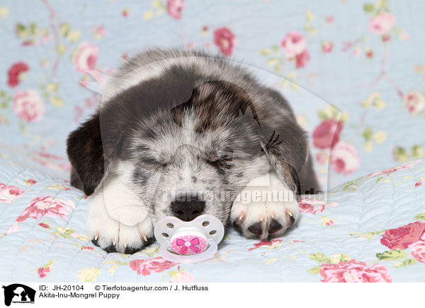 Akita-Inu-Mongrel Puppy / JH-20104