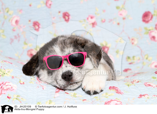 Akita-Inu-Mix Welpe / Akita-Inu-Mongrel Puppy / JH-20109