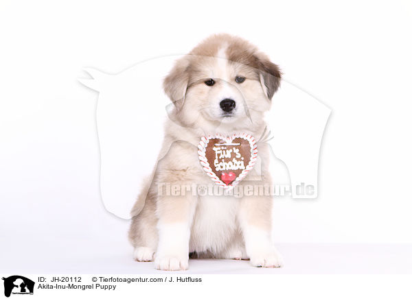 Akita-Inu-Mongrel Puppy / JH-20112