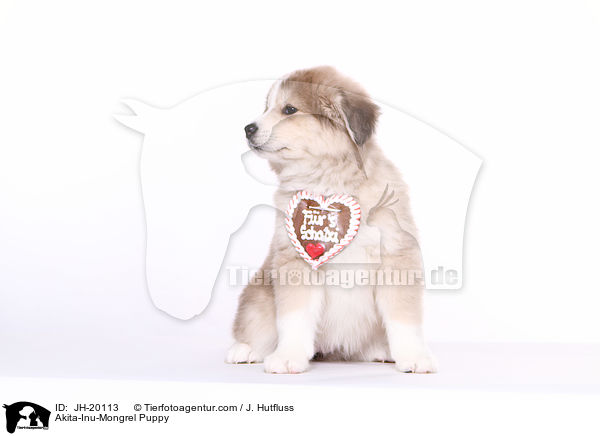 Akita-Inu-Mongrel Puppy / JH-20113