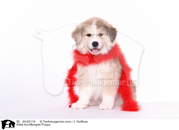 Akita-Inu-Mongrel Puppy / JH-20114