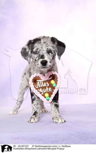 Australian-Shepherd-Labrador-Mix Welpe / Australian-Shepherd-Labrador-Mongrel Puppy / JH-20133