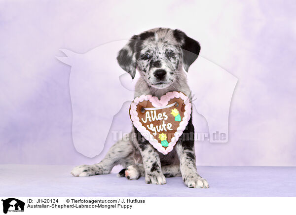 Australian-Shepherd-Labrador-Mongrel Puppy / JH-20134