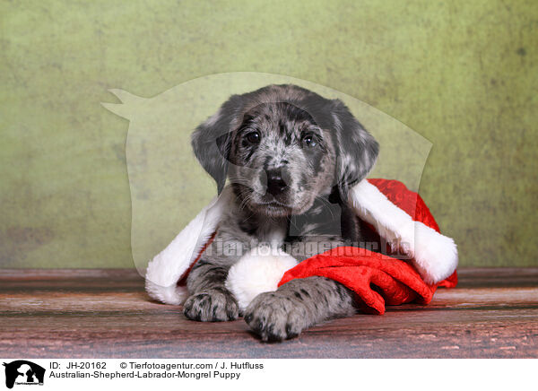 Australian-Shepherd-Labrador-Mix Welpe / Australian-Shepherd-Labrador-Mongrel Puppy / JH-20162