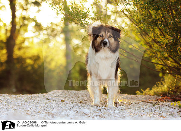 Border-Collie-Mix / Border-Collie-Mongrel / AG-02068