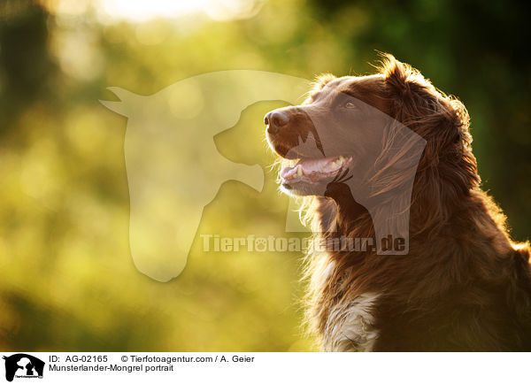 Mnsterlnder-Mix Portrait / Munsterlander-Mongrel portrait / AG-02165