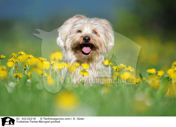 Yorkshire-Terrier-Mix Portrait / Yorkshire-Terrier-Mongrel portrait / AG-02218