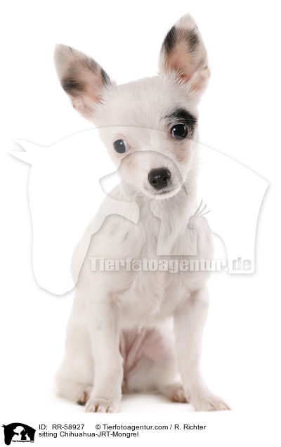 sitzender Chihuahua-JRT-Mischling / sitting Chihuahua-JRT-Mongrel / RR-58927