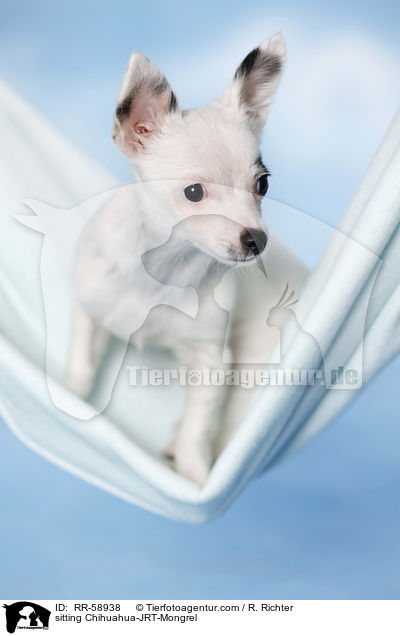 sitzender Chihuahua-JRT-Mischling / sitting Chihuahua-JRT-Mongrel / RR-58938