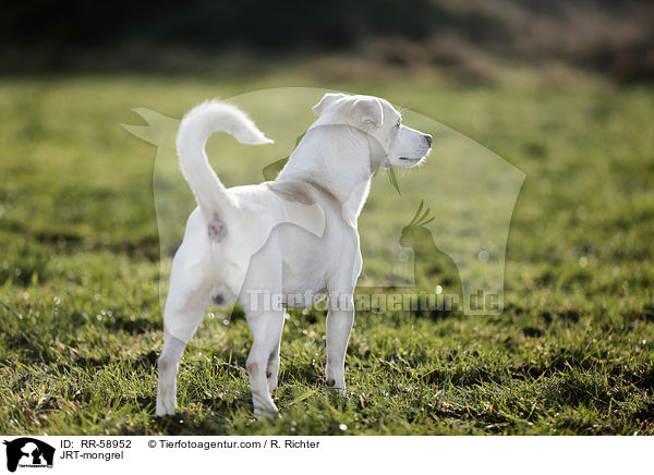 JRT-Mischling / JRT-mongrel / RR-58952