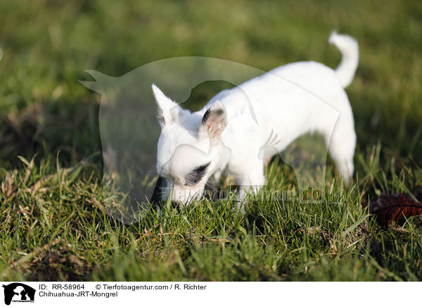 Chihuahua-JRT-Mischling / Chihuahua-JRT-Mongrel / RR-58964