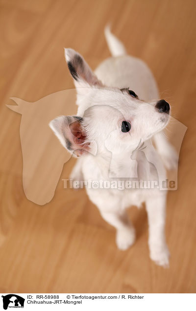 Chihuahua-JRT-Mischling / Chihuahua-JRT-Mongrel / RR-58988