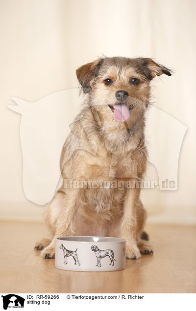 sitzender Hund / sitting dog / RR-59266