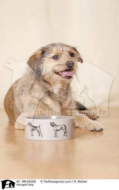 Mischling / mongrel dog / RR-59268