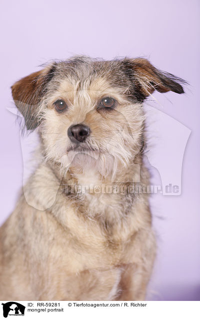 Mischling Portrait / mongrel portrait / RR-59281