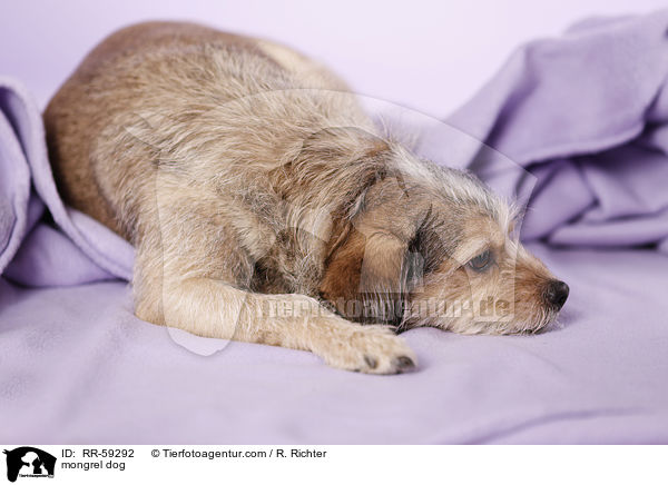 Mischling / mongrel dog / RR-59292