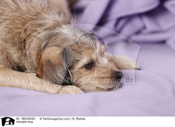 Mischling / mongrel dog / RR-59293