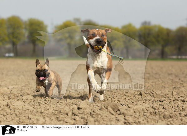 2 Hunde / 2 dogs / KL-13489