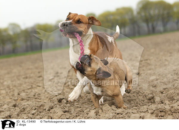 2 Hunde / 2 dogs / KL-13490