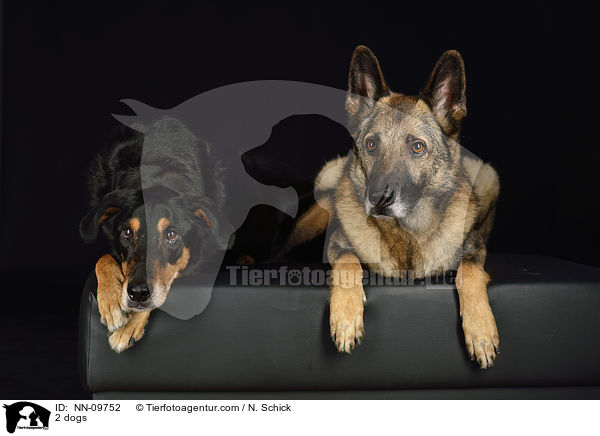 2 dogs / NN-09752