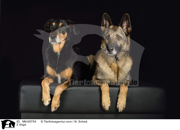 2 dogs / NN-09754