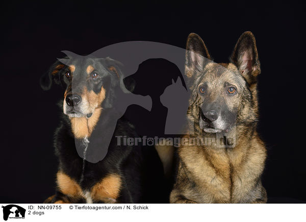 2 dogs / NN-09755