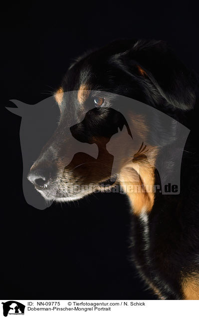 Dobermann-Mix Portrait / Doberman-Pinscher-Mongrel Portrait / NN-09775