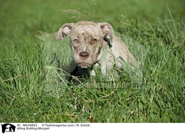 sitzender Bulldoggen-Mix / sitting Bulldog-Mongrel / NN-09853