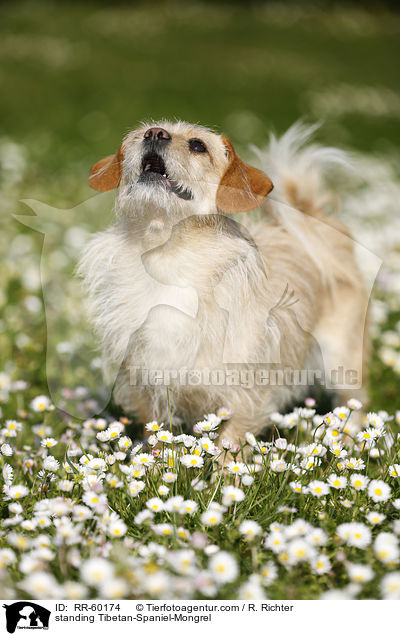 stehender Tibet-Spaniel-Mischling / standing Tibetan-Spaniel-Mongrel / RR-60174