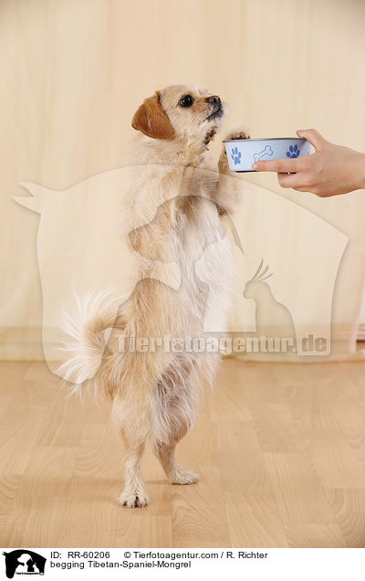 bettelnder Tibet-Spaniel-Mischling / begging Tibetan-Spaniel-Mongrel / RR-60206