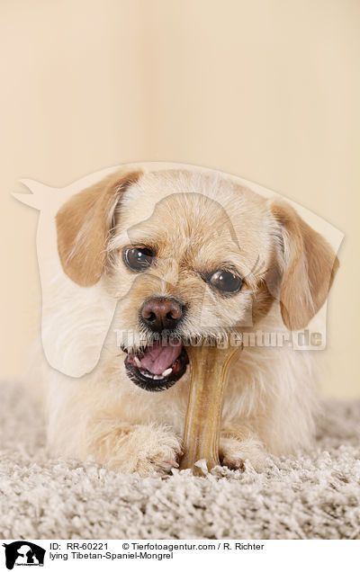 liegender Tibet-Spaniel-Mischling / lying Tibetan-Spaniel-Mongrel / RR-60221